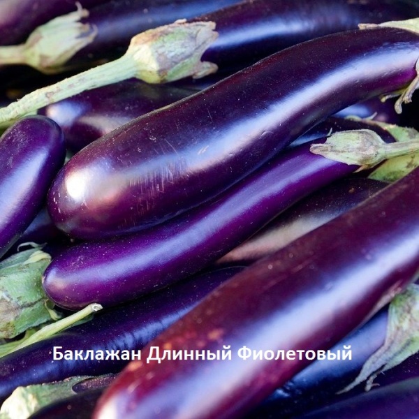 длинный фиолетовый