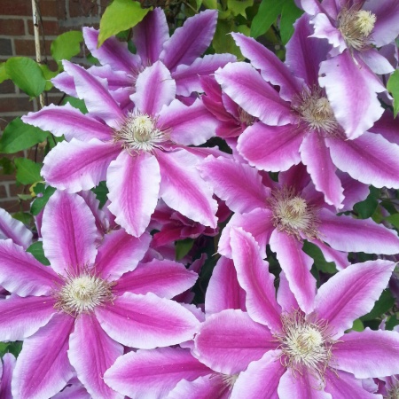 Клематис Dr Ruppel