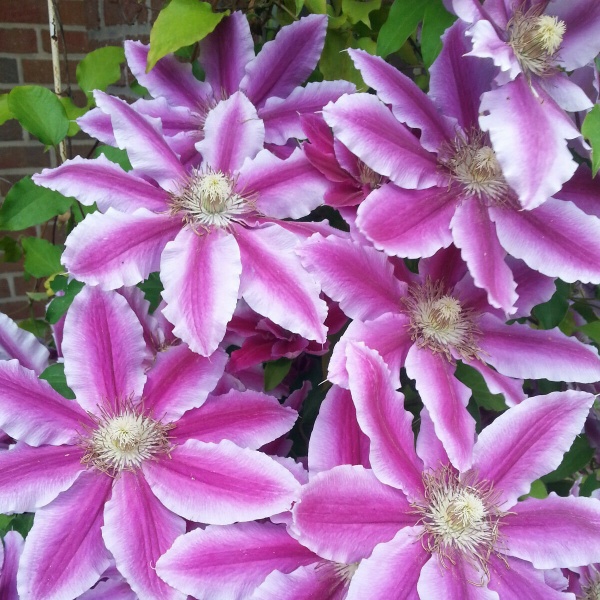 Клематис Dr Ruppel