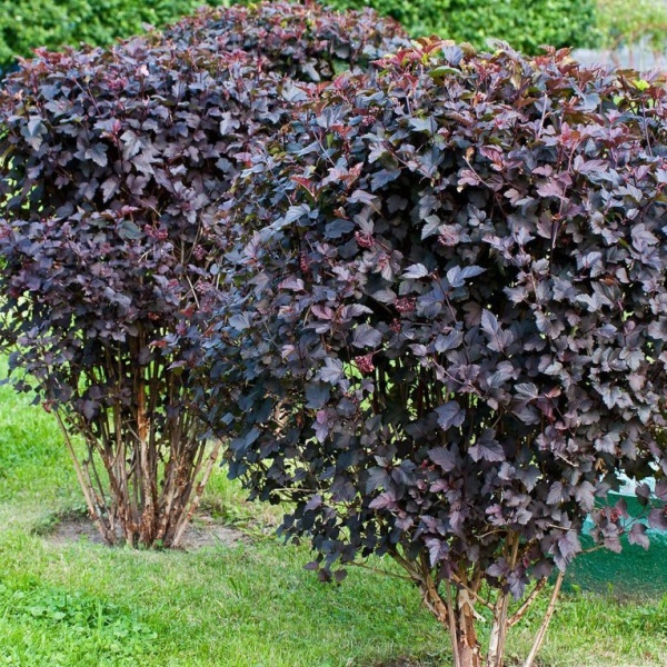 Пузыреплодник калинолистный Диабло2