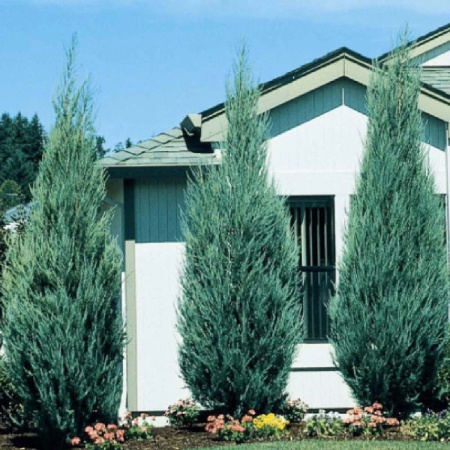 Можжевельник скальный Skyrocket5