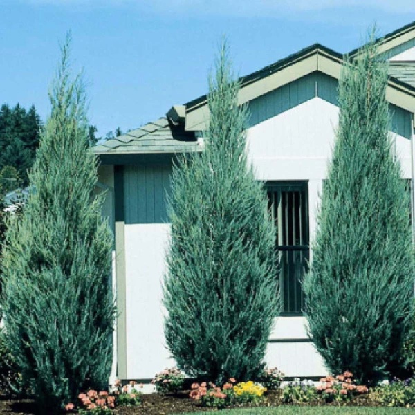 Можжевельник скальный Skyrocket5