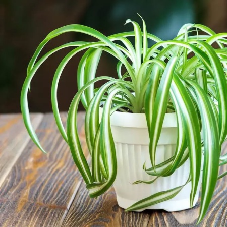 Хлорофитум