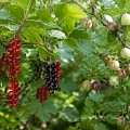 Смородина и крыжовник Смородина и крыжовник