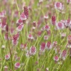 Кровохлебка лекарственная Pink Tanna3