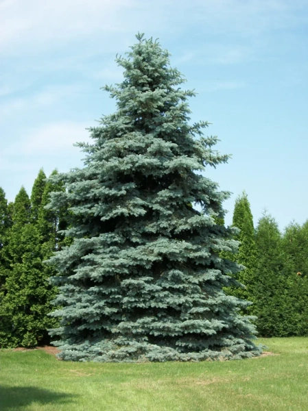 Ель колючая Glauca2