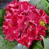 Гортензия крупнолистная Royal Red Purple2