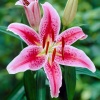 Лилия восточная Stargazer
