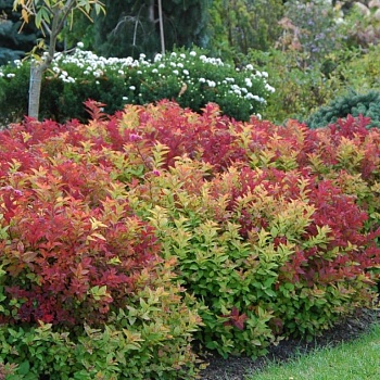 Спирея японская Macrophylla (С3)