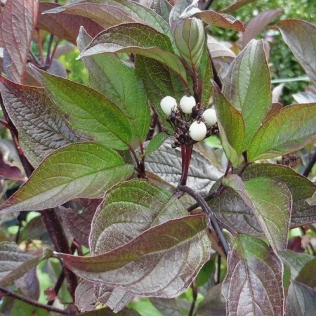 Дерен белый Kesselringii