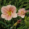 Лилейник гибридный Little Anna Rosa Лилейник гибридный Little Anna Rosa