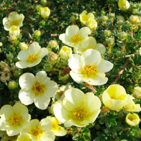 Лапчатка кустарниковая Primrose Beauty