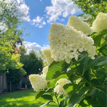 Гортензия метельчатая Polar Bear