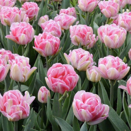 Тюльпан Foxtrot4