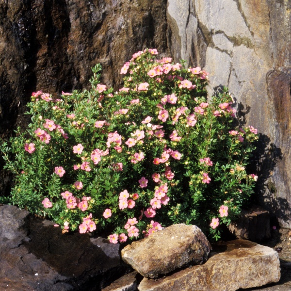 Лапчатка кустарниковая Lovely Pink3