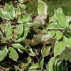 Дерен белый Sibirica Variegata2