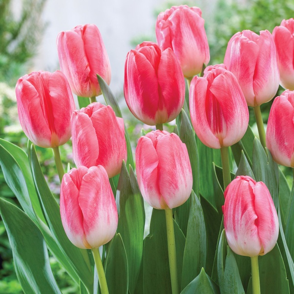 Тюльпан Supermodel