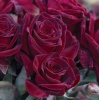 Роза Блэк Баккара 'Black Baccara'