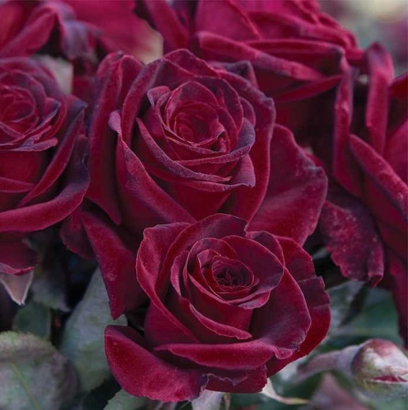 Роза Блэк Баккара 'Black Baccara'