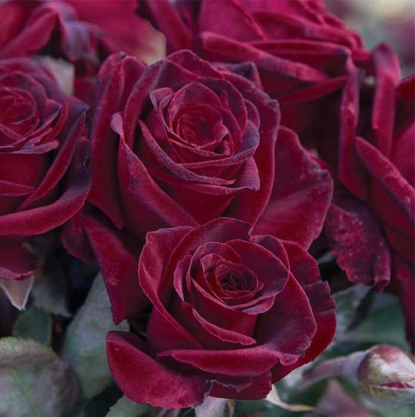 Роза Блэк Баккара 'Black Baccara'