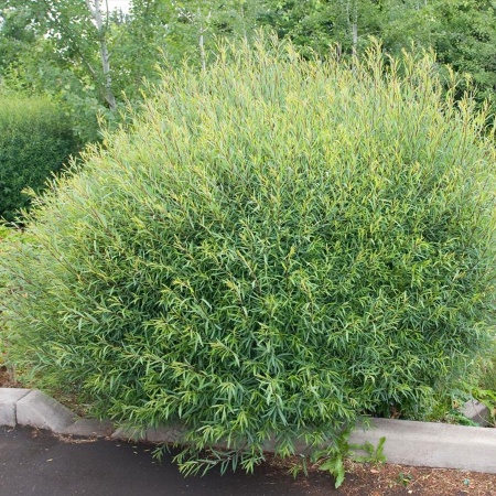 Ива пурпурная Nana