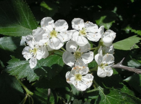 Боярышник мягковатый2