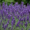 Лаванда узколистная компактная Hidcote Blue3