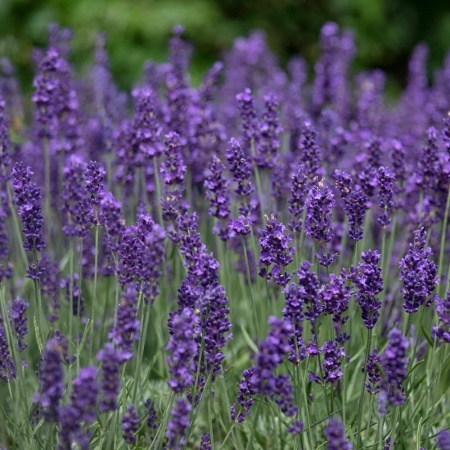 Лаванда узколистная компактная Hidcote Blue3