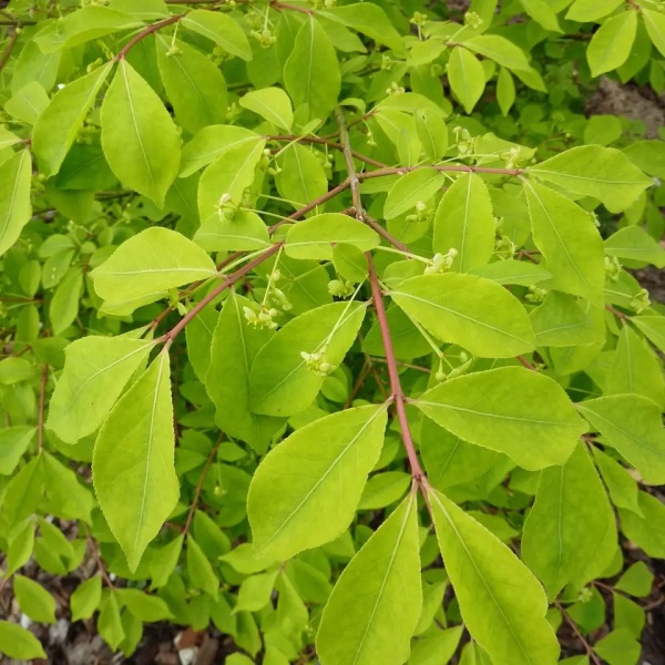 Бересклет крылатый3