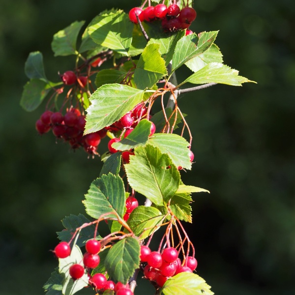 Боярышник сибирский2