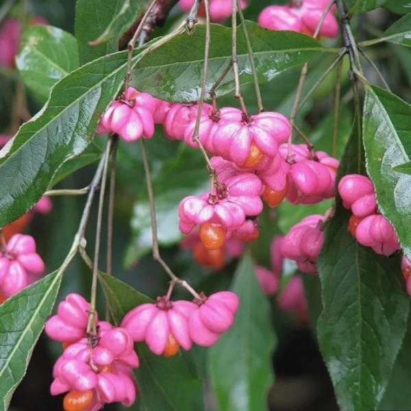 Бересклет крылатый4