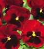 виола12