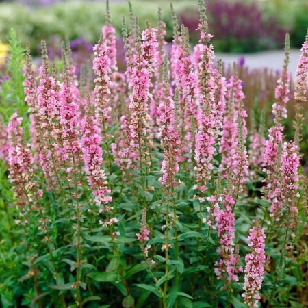 Дербенник Pink Blush Дербенник Pink Blush