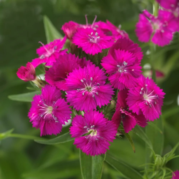 Гвоздика бородатая Dart Scarlet2