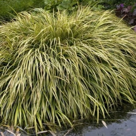 Аир злаковидный Ogon