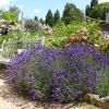 Лаванда узколистная компактная Hidcote Blue4