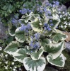 Бруннера крупнолистная 'Variegata'