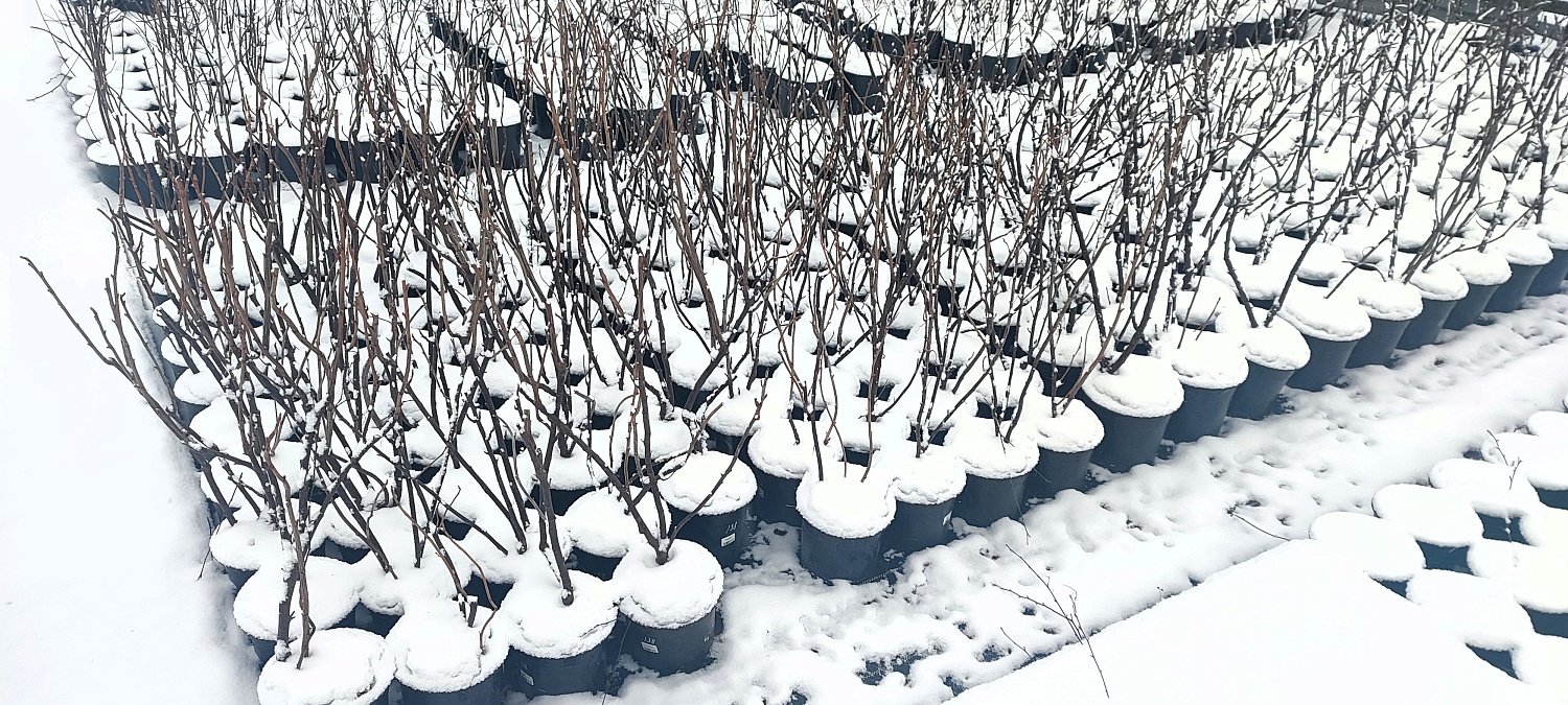 Растения уже снегом укрыты, а мы всё ещё для Вас открыты!