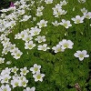 Камнеломка арендса Highlander White2 Камнеломка арендса Highlander White2
