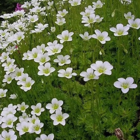 Камнеломка арендса Highlander White2 Камнеломка арендса Highlander White2