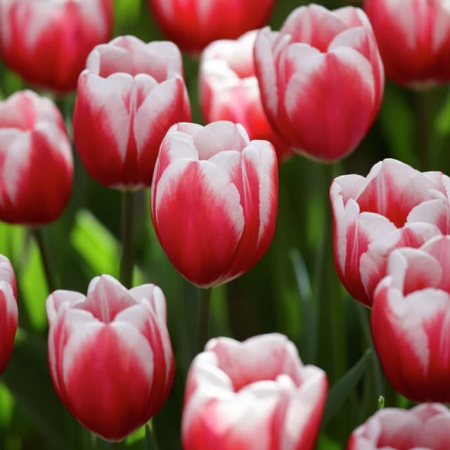 Тюльпан Timeless2