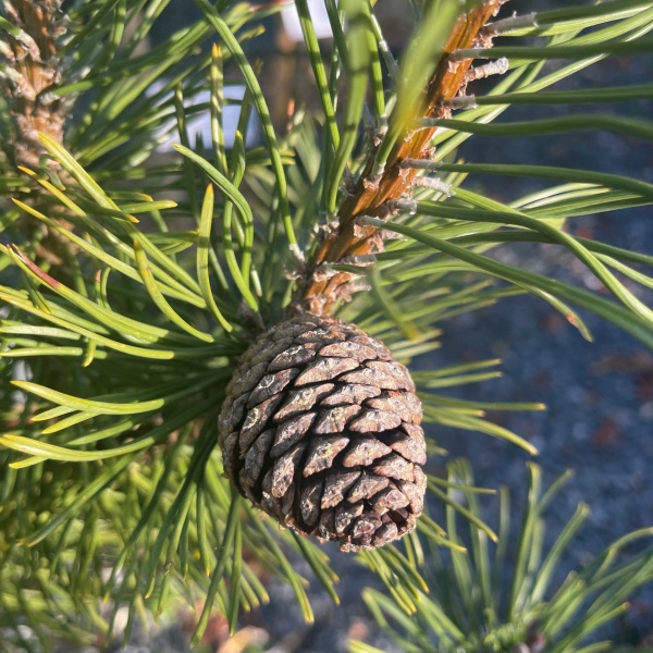 pinus-mugo3