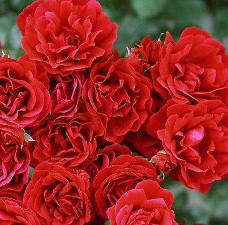 роза симпатия