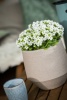 Арабис кавказкий Little Tresure White2 Арабис кавказкий Little Tresure White2