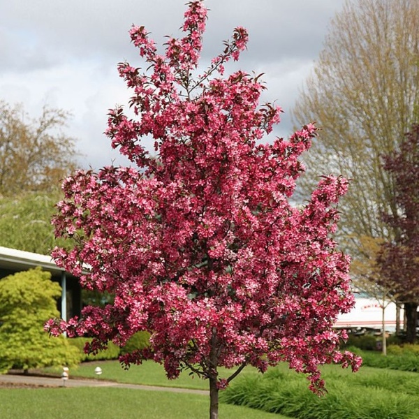 Яблоня декоративная Royalty