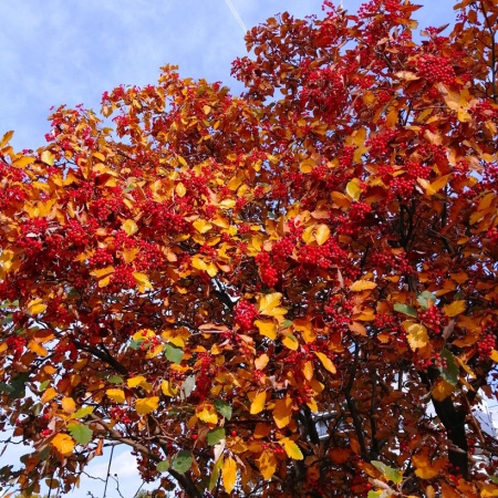 Рябина промежуточная4