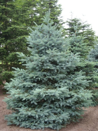 Ель колючая Glauca
