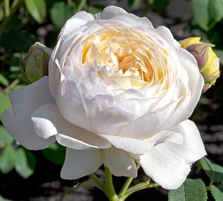 Роза Клэр Остин (Claire Austin)