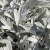 Полынь Стеллера Silver Brocade Полынь Стеллера Silver Brocade