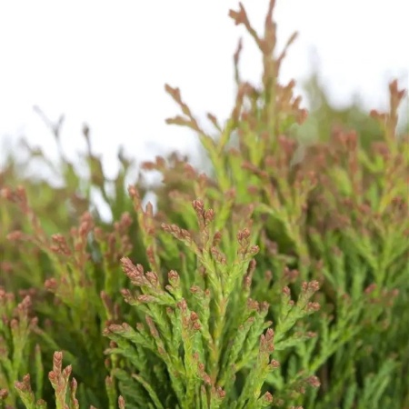 Туя западная Miky3